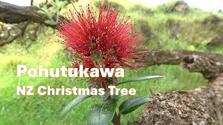 Pohutukawa Metrosideros excelsa Identification [upl. by Nelhsa]