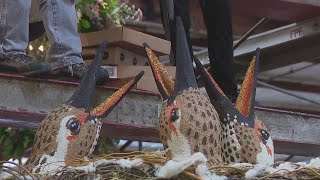 Volunteers working 247 to finish Rose Parade floats [upl. by Eldoree801]