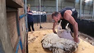 SHEEP SHEARING STRONG CHEVIOT MULES  how to shear sheep [upl. by Ellga]