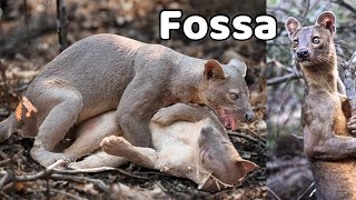 Amazing wild animal “FOSSA” you should see fossa animals wildlife facts [upl. by Elgna]