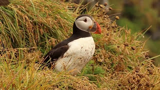 Islande  Macareux moines  Atlantic Puffin [upl. by Featherstone]