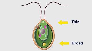 chlamydomonas hindi explanation BSc1st year full notes [upl. by Atiuqcir133]