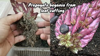 How to propagate begonia from leaf  begonia plant propagation 🌿☘️ leaf propagation [upl. by Pattin]