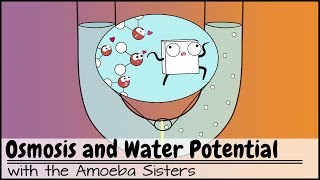 Osmosis and Water Potential Updated [upl. by Emorej]