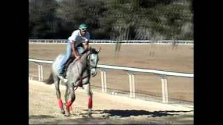 Race Horse Hyperspace Training w Immuvet Part 22 yr old TB 122010 [upl. by Barri]