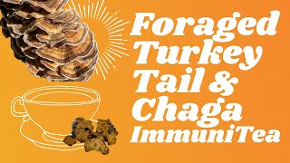 Foraged Turkey Tail amp Chaga ImmuniTea Chillout [upl. by Ahsiened]