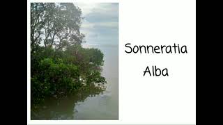 Sonneratia Alba [upl. by Narhem]