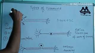 Types of neuronspseudounipolar bipolar multipolar [upl. by Taylor]