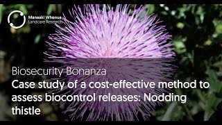 Biosecurity Bonanza Case study of a cost effective method to assess biocontrol releases [upl. by Azil]