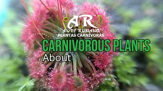 What happens with the carnivorous plants  Andy Rubiano™ ft CarnivorousplantsOrg1972 [upl. by Sukhum]