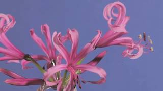 Nerine bowdenii flowers opening time lapse [upl. by Abijah]