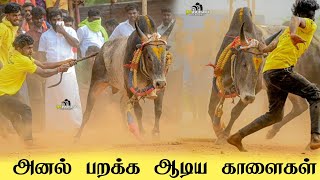 SVG அஞ்சான் படை அனல் பறக்க ஆடிய காளைகள்  மாஸ் காட்டிய வீரர்கள் [upl. by Quackenbush]