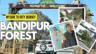 Bandipur Forest Journey Mysore to Ooty Trip  Bandipur Tiger Reserve travel travelvlog [upl. by Par]