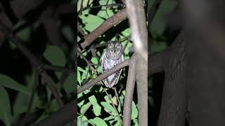 Oriental scops owl calling [upl. by Krishna]