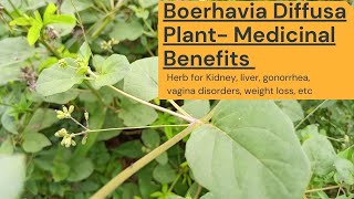 Boerhavia diffusa planthealth benefits red spidering pigweed hogweed purnava [upl. by Alym]