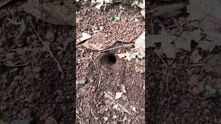 Jump skills  Alien cricket is attack by black ants so cool [upl. by Kiran]