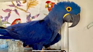 Talking hyacinth macaw [upl. by Laurene]