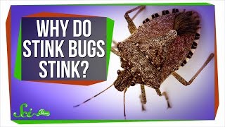 Why Do Stink Bugs Stink [upl. by Casimire]