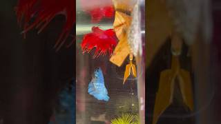 Betta fish breeding ♥️🥰 Part 2 shorts bettafish breeding [upl. by Ecirtac]