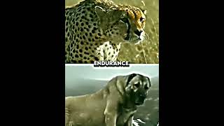 Cheetah VS Kangal edit 🔥shorts kangal cheetah [upl. by Enoyrt56]