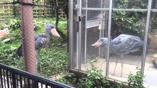 Shoebill Storks Fighting [upl. by Sidnac]