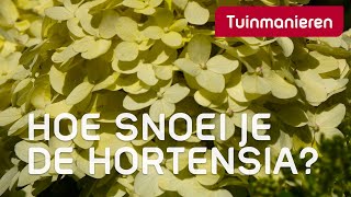 Hortensia snoeien op drie manieren  Tuinmanieren [upl. by Hintze]