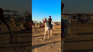 Cute Baby and Horse 🐎  horse horses ghoda cutebaby ytshorts viral trending [upl. by Bennir346]