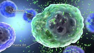 Benlysta® belimumab Mechanism of Action in SLE [upl. by Akyssej19]