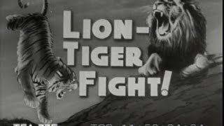 LionTiger Fight 1946 [upl. by Nirrad]