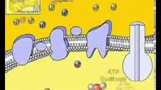 Video Glucolisis Ciclo de Krebs y Cadena Respiratoria [upl. by Enilasor]