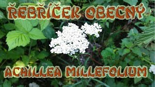 Řebříček obecný Achillea millefolium  o bylince léčivé účinky [upl. by Herb228]