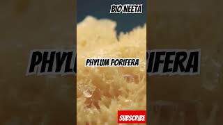 Phylum Porifera  Animal kingdom General Characteristics  facts biology [upl. by Anaeirb]