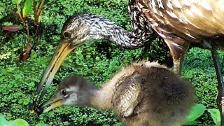 Limpkin Feeding Baby Birds Apple Snails amp Spoonbill FYV [upl. by Edgell]