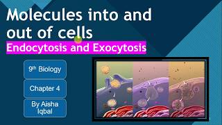 Endocytosis and Exocytosis Class 9 [upl. by Cicenia32]