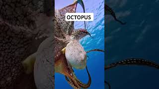 OCTOPUS SHORTS  M1 OFFICIAL CHANNEL [upl. by Alusru]