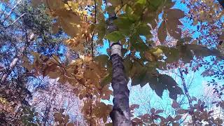 Woodlot Management Beech and Invasive Species [upl. by Merriman]