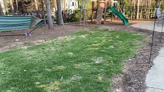 Zoysia Grass Seed Video 9 Back yard early season [upl. by Airetak]