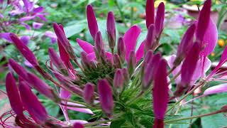 MY GARDEN 2017  CLEOME FLOWERS [upl. by Usanis]