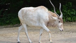 Addax  Quick Facts [upl. by Karlin599]