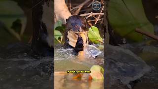 🦦😱LA NUTRIA BRASILERA MAS GRANDE DEL MUNDO Esta en peligro de extinción shorts viral animal [upl. by Ahsekyt]