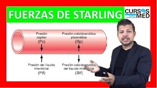 FUERZAS DE STARLING Y EDEMA explicado FÁCIL ✅ [upl. by Nnaitsirk]