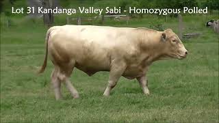 Lot 31 Kandanga Valley Sabi Homozgous Polled Red Angus X Charolais Sells 20th January 2024 [upl. by Bullough345]