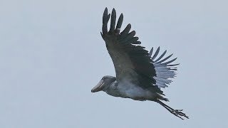 Uganda  Shoebill fly in Mabamba Wetland [upl. by Gebelein]