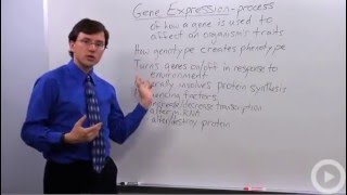 Gene Expression [upl. by Foster156]