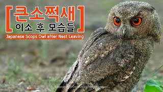 큰소쩍새의 이소 후 모습들 Japanese Scops Owl after Nest Leaving [upl. by Stephen]