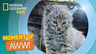 Bobcat Kittens Play and Tumble  The Secret Life of Animals [upl. by Accber]