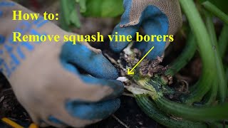 Plant surgery how to remove squash vine borers from zucchini or pumpkinsquashmelon plants [upl. by Imefulo]