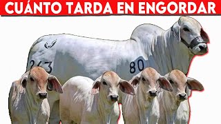 🔴 Cuánto Tiempo Tarda En Engordar Un Bovino De Engorde Todo Lo Que Necesitas Saber ✅ [upl. by Kcirddahc]