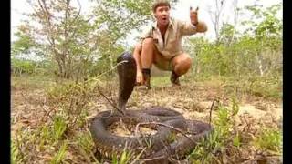 Africas Deadliest Snakes Part 1 [upl. by Gemoets]