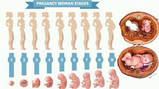 Fetal Development month by month with trimesters♥️💯pregnancy babydevelopment pregnant [upl. by Leummas908]